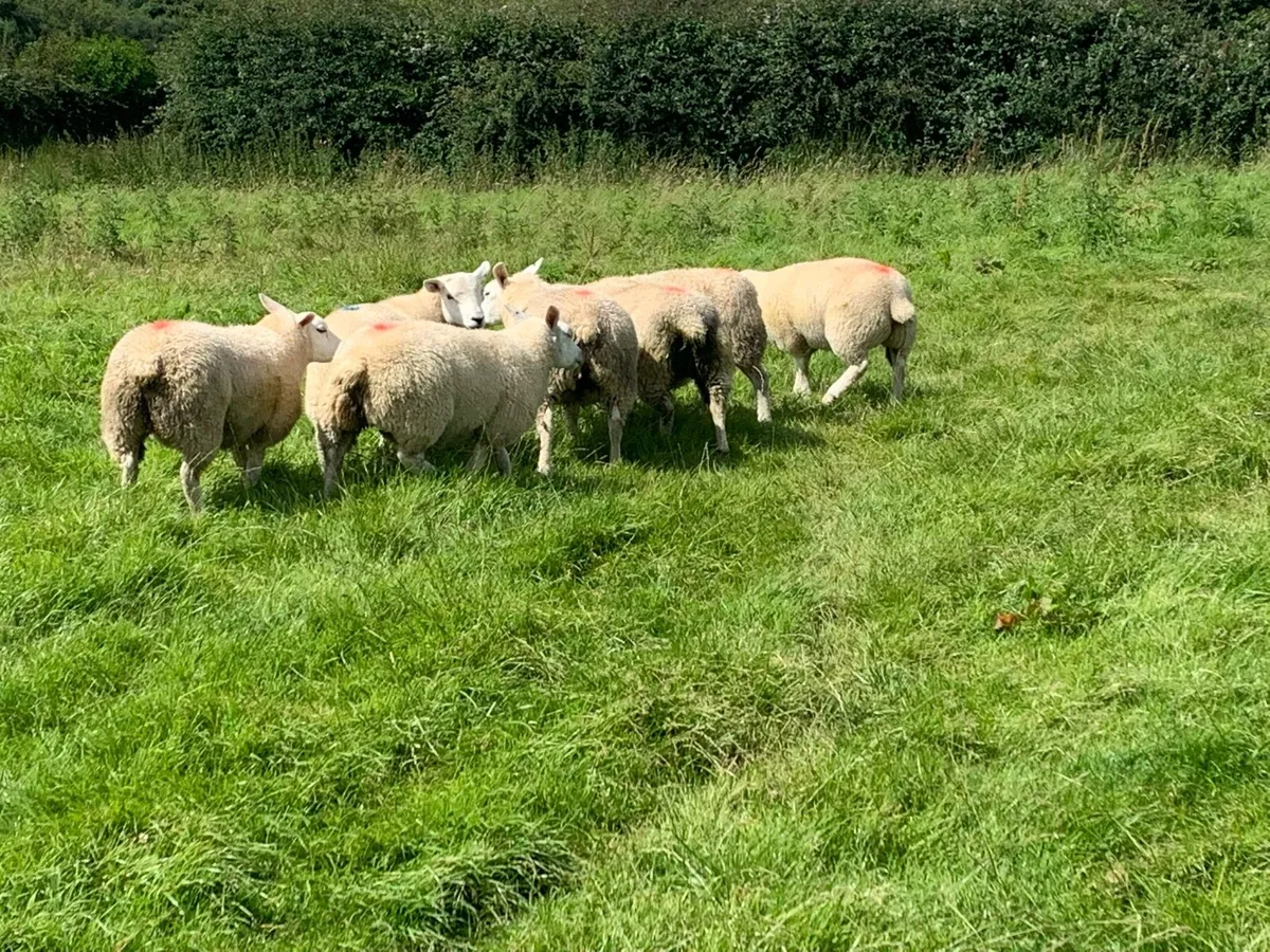 Texel ewe lambs/hoggets wanted - Image 3