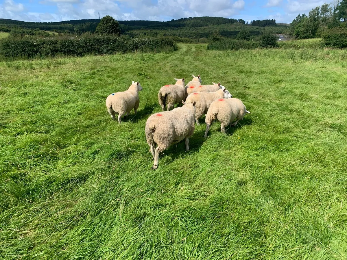 Texel ewe lambs/hoggets wanted - Image 4