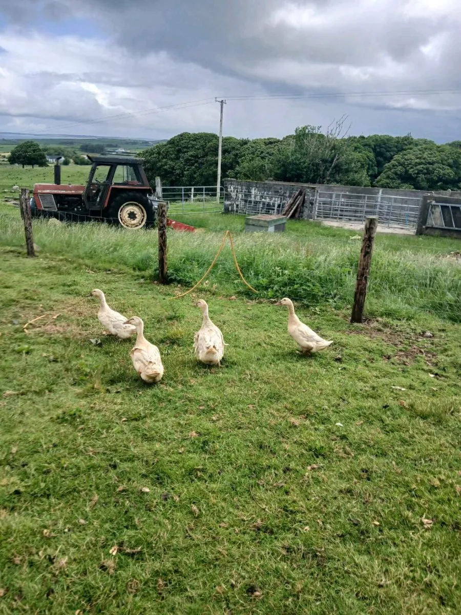 Goslings and ducks. - Image 3