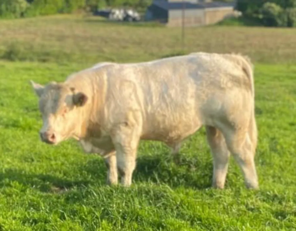 **Pure Bred Charolais Bull** - Image 1