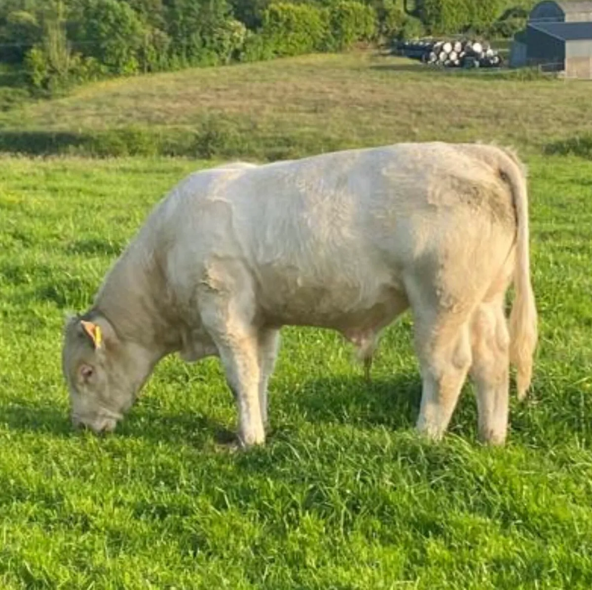 **Pure Bred Charolais Bull** - Image 2