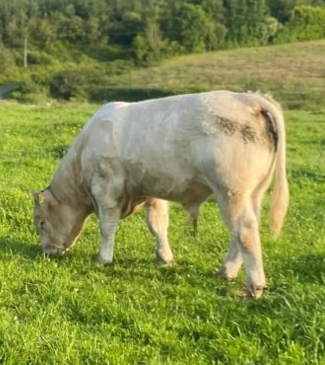 **Pure Bred Charolais Bull** - Image 3