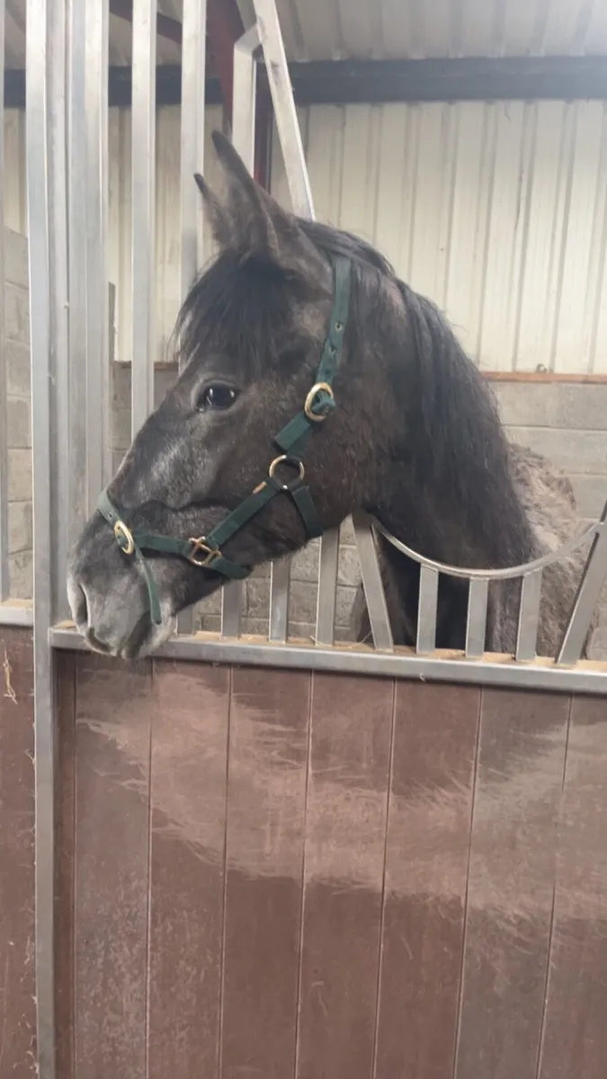 Yearling - Image 1