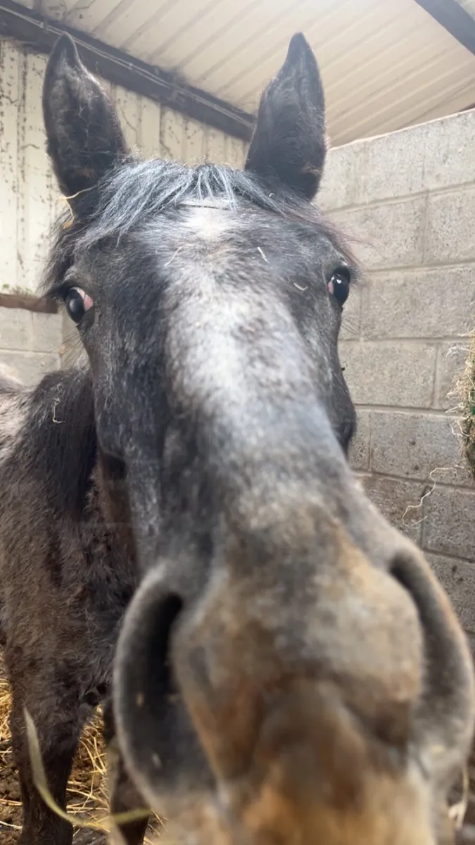 Yearling - Image 2
