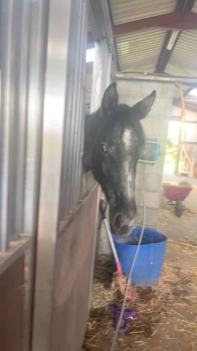 Yearling - Image 3