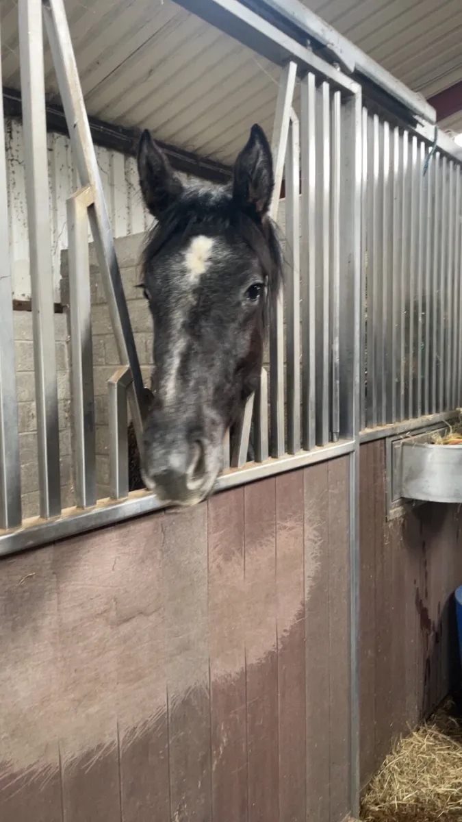 Yearling - Image 4