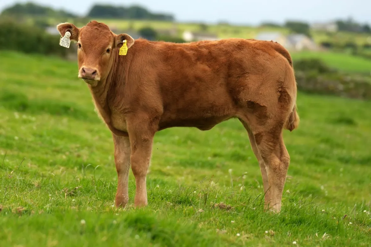 2 Serious Heifers & Calves - Image 1