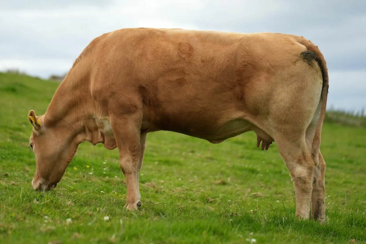 2 Serious Heifers & Calves - Image 4