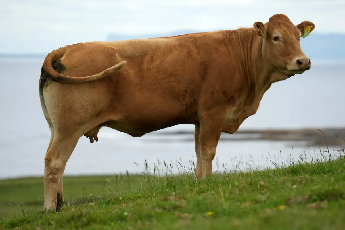 2 Serious Heifers & Calves - Image 2