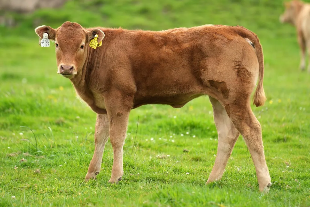2 Serious Heifers & Calves - Image 3