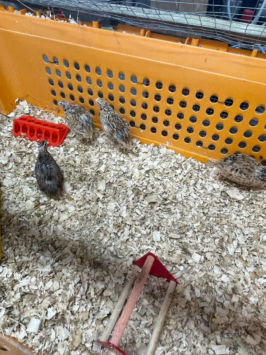 Looking for call ducks quail for sale too - Image 2