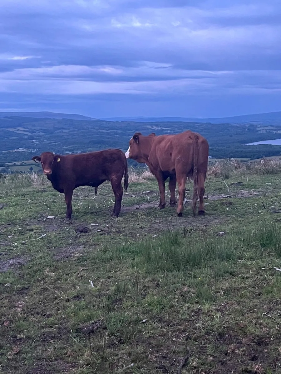 2022 first calved heifer with AI  LM bull calf - Image 3