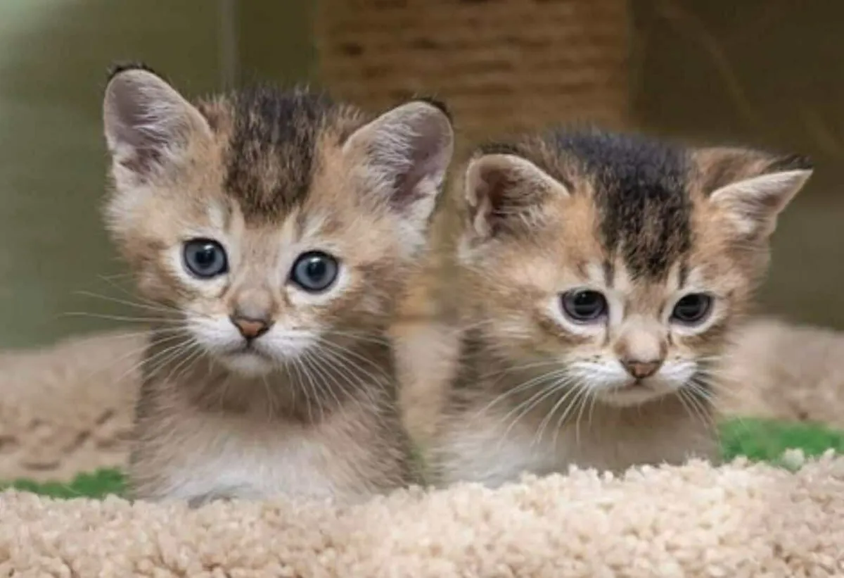 Burmilla kittens - Image 1