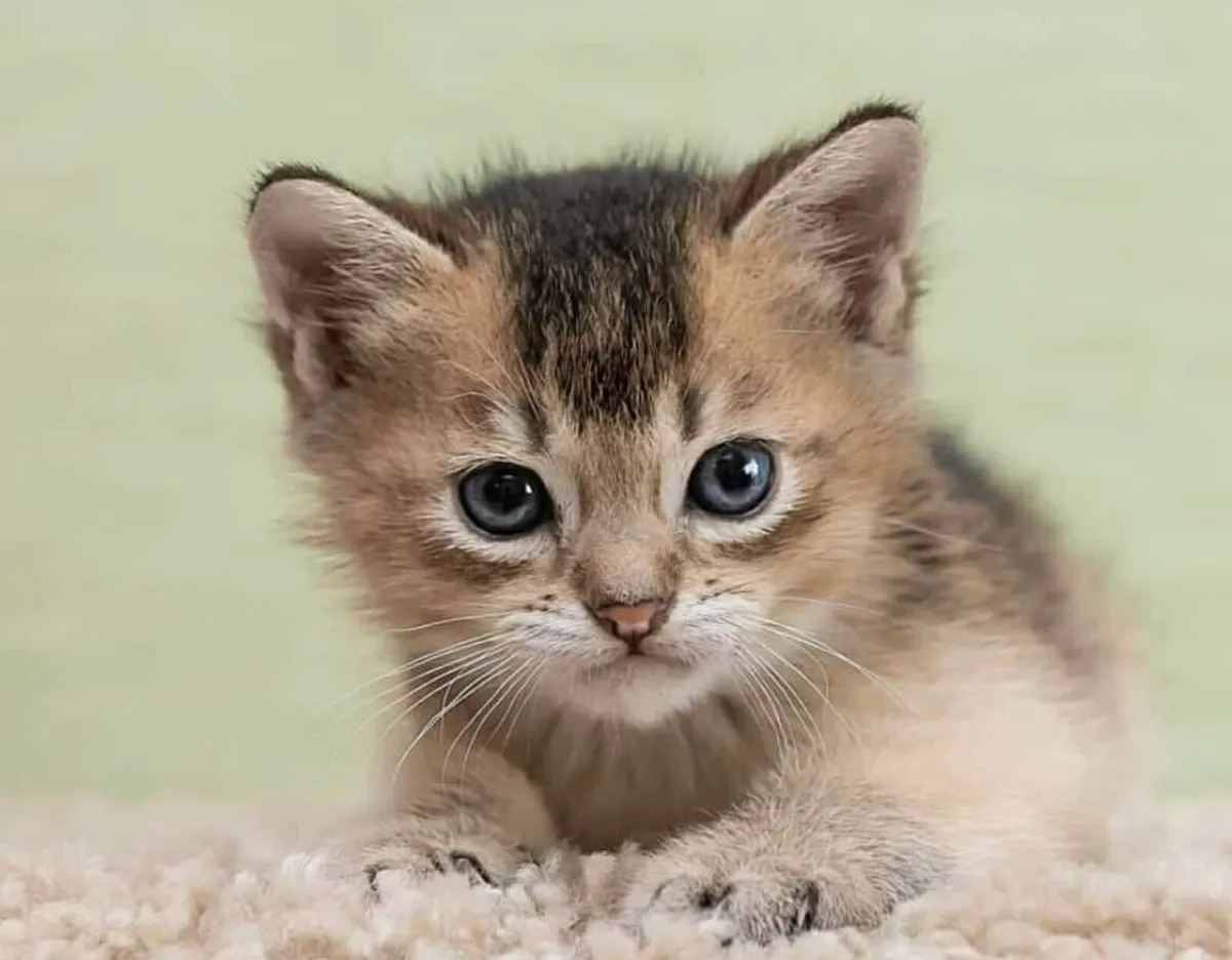 Burmilla kittens - Image 2