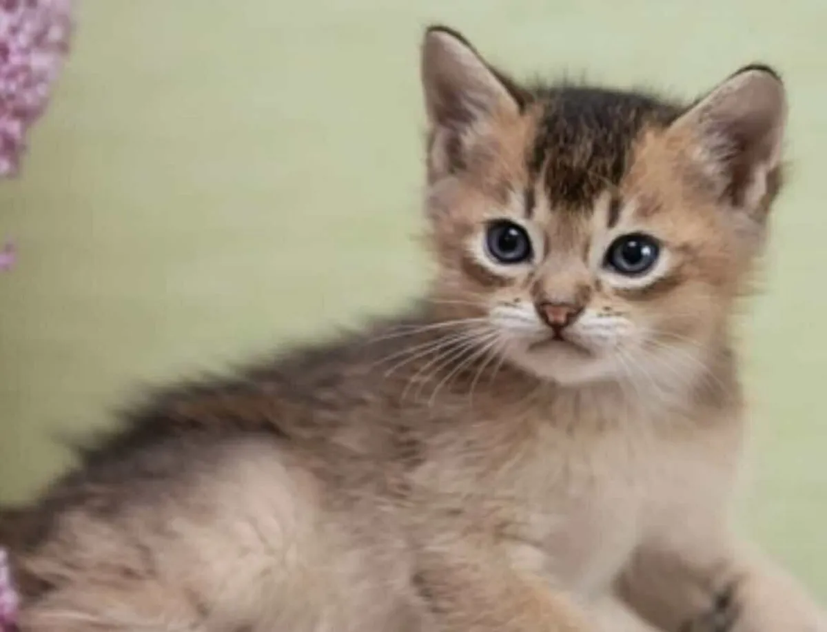 Burmilla kittens - Image 3