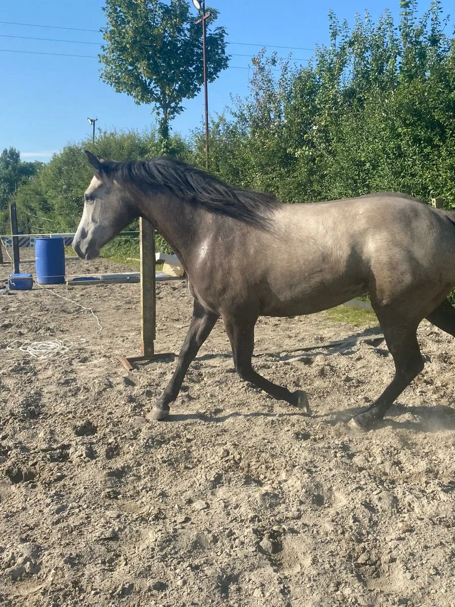 3 year old connemara cross - Image 1