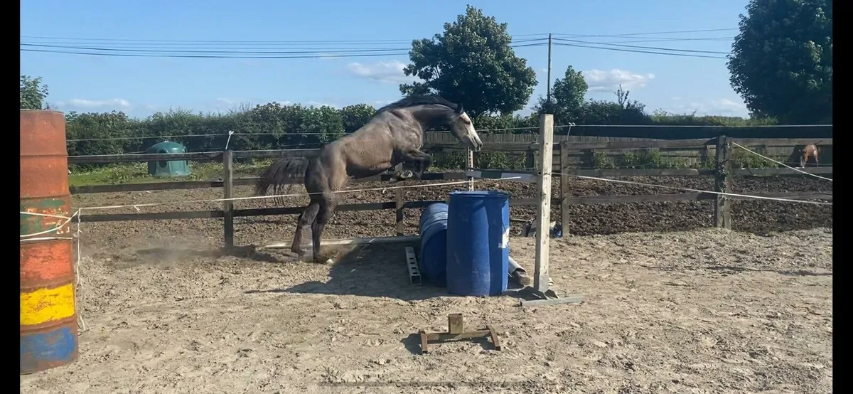 3 year old connemara cross - Image 2