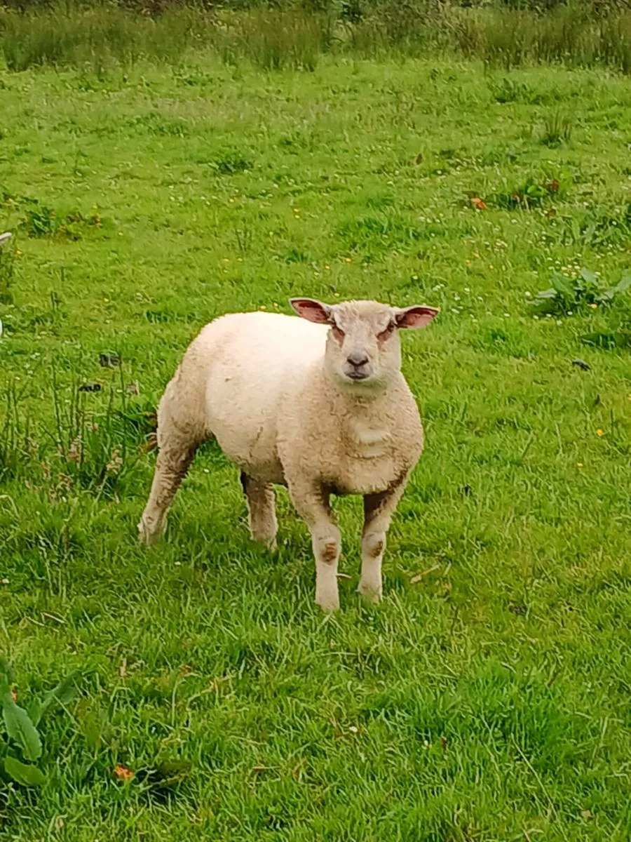 Charollais ram lamb - Image 1