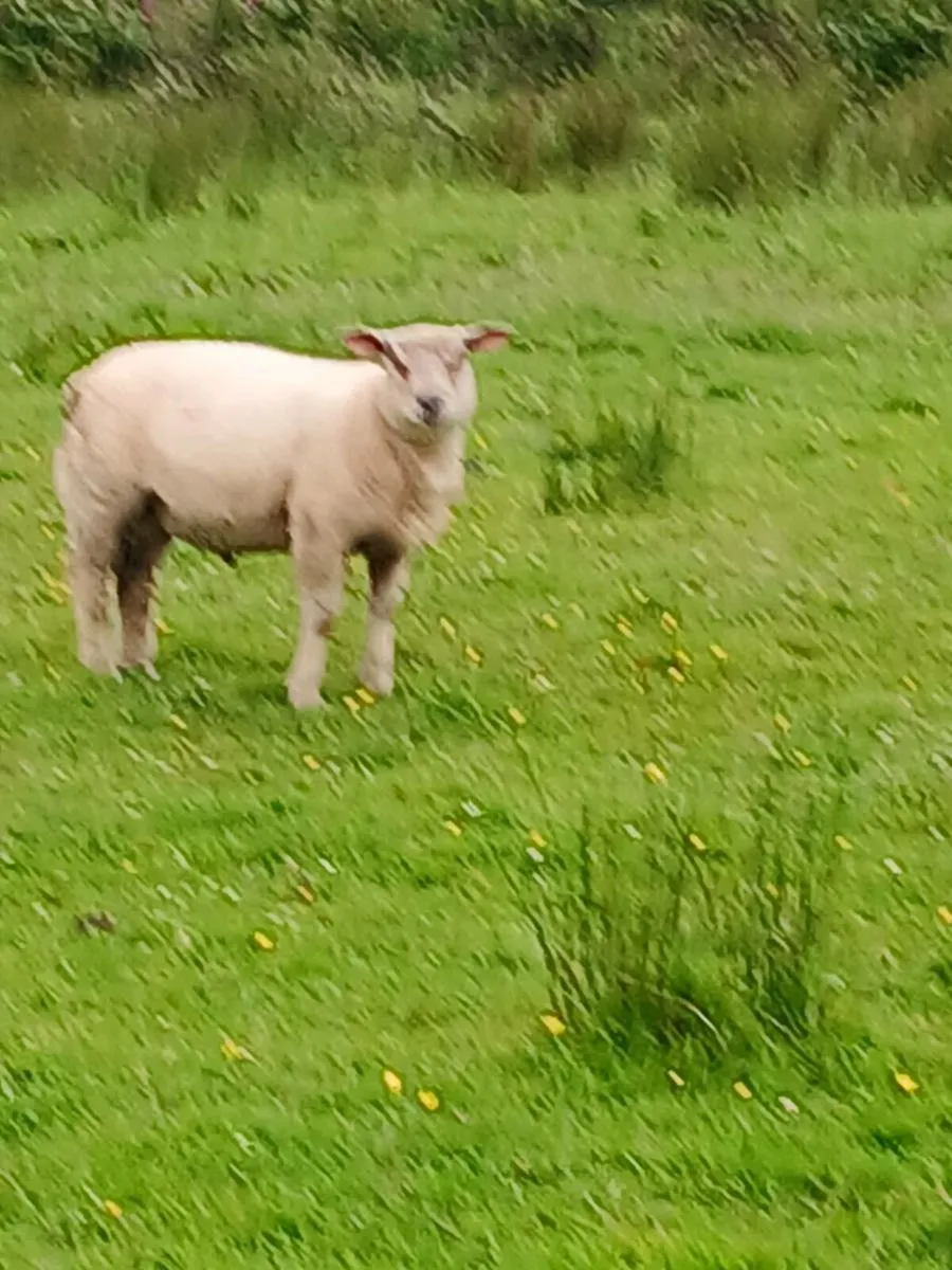 Charollais ram lamb - Image 3
