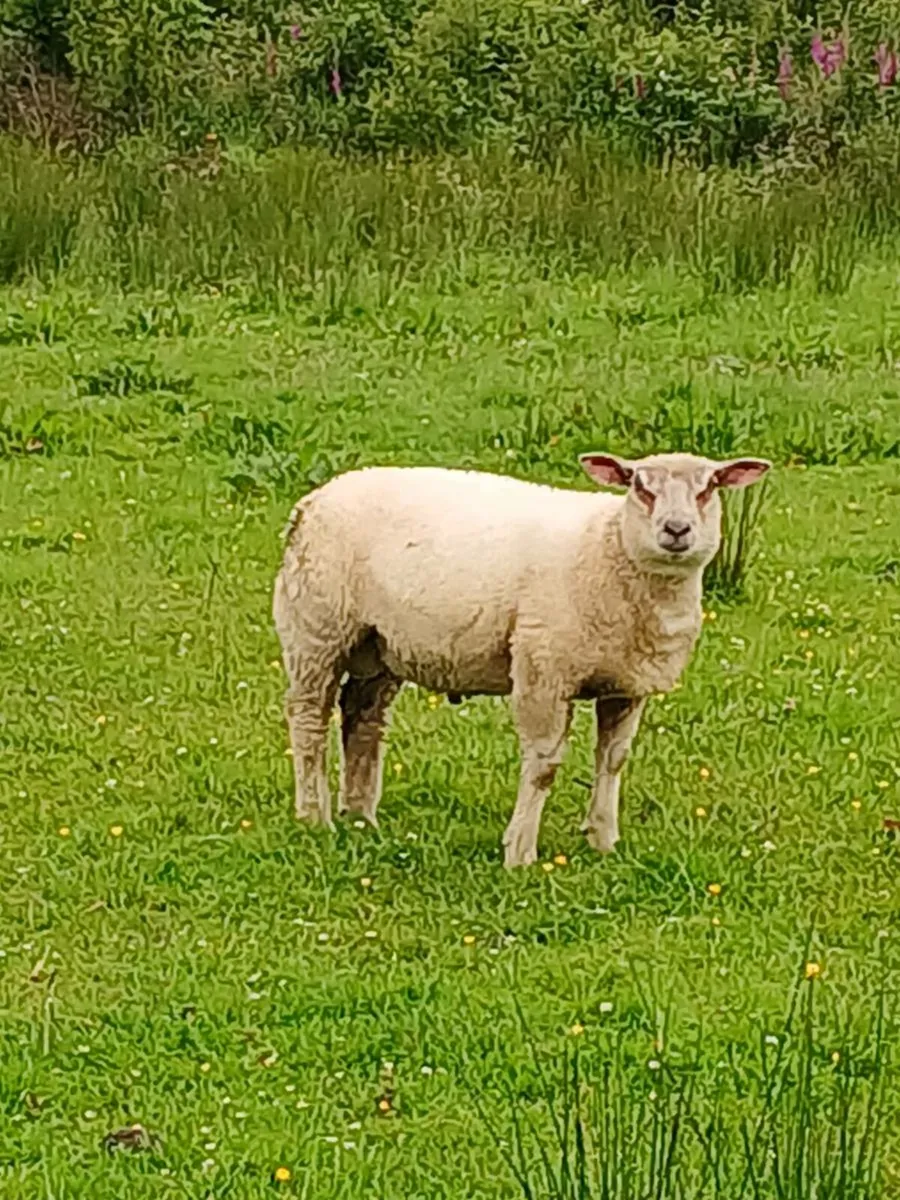 Charollais ram lamb - Image 4