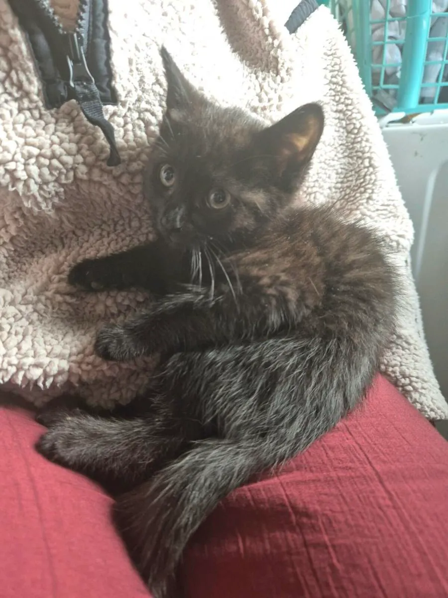 Kittens - Image 1
