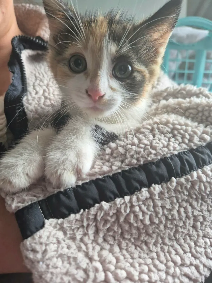 Kittens - Image 2