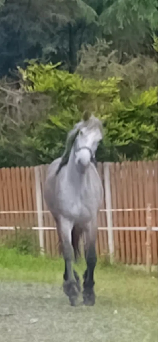 Pony - Image 1