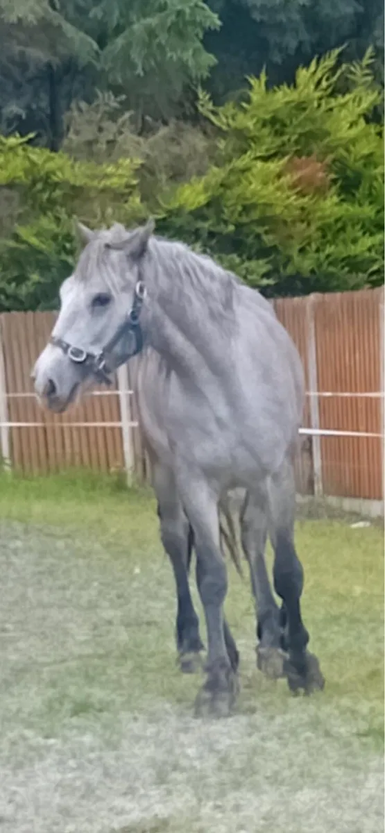 Pony - Image 2