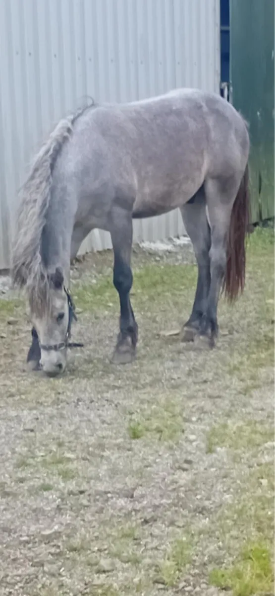 Pony - Image 3