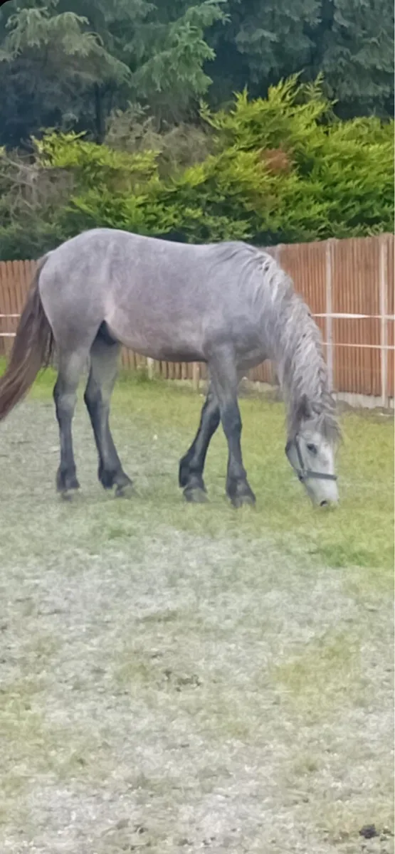Pony - Image 4