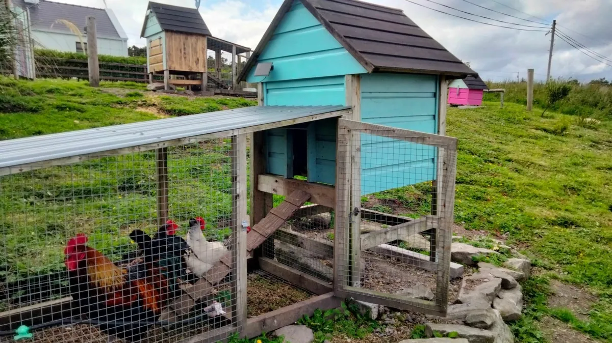 Poultry house & run - Image 2