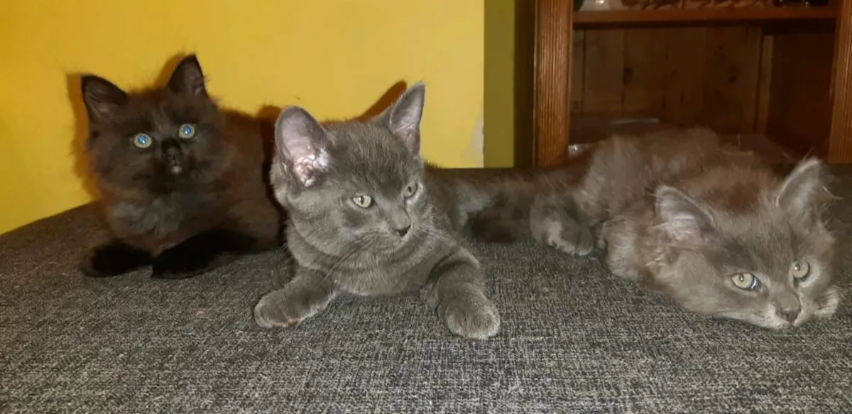 Kittens - Image 1