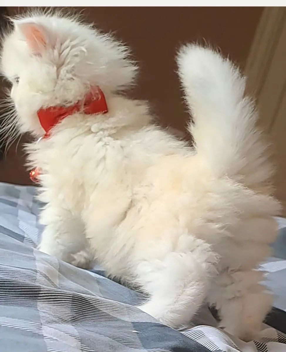 Purebred Scottish Straight Longhaired Kitten - Image 1