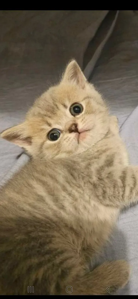 Brithsh short kitten no time waster - Image 1