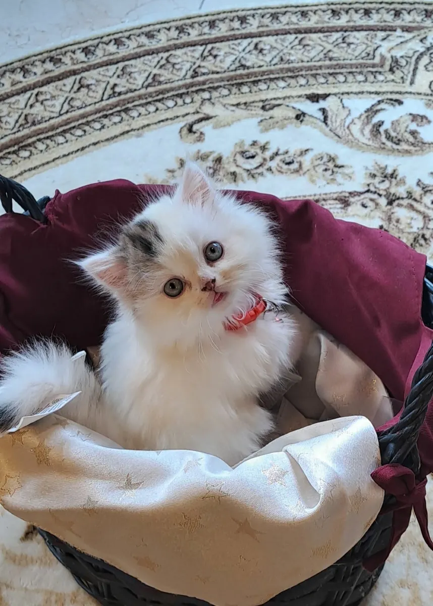 Purebred Scottish Straight Longhaired Kitten - Image 2