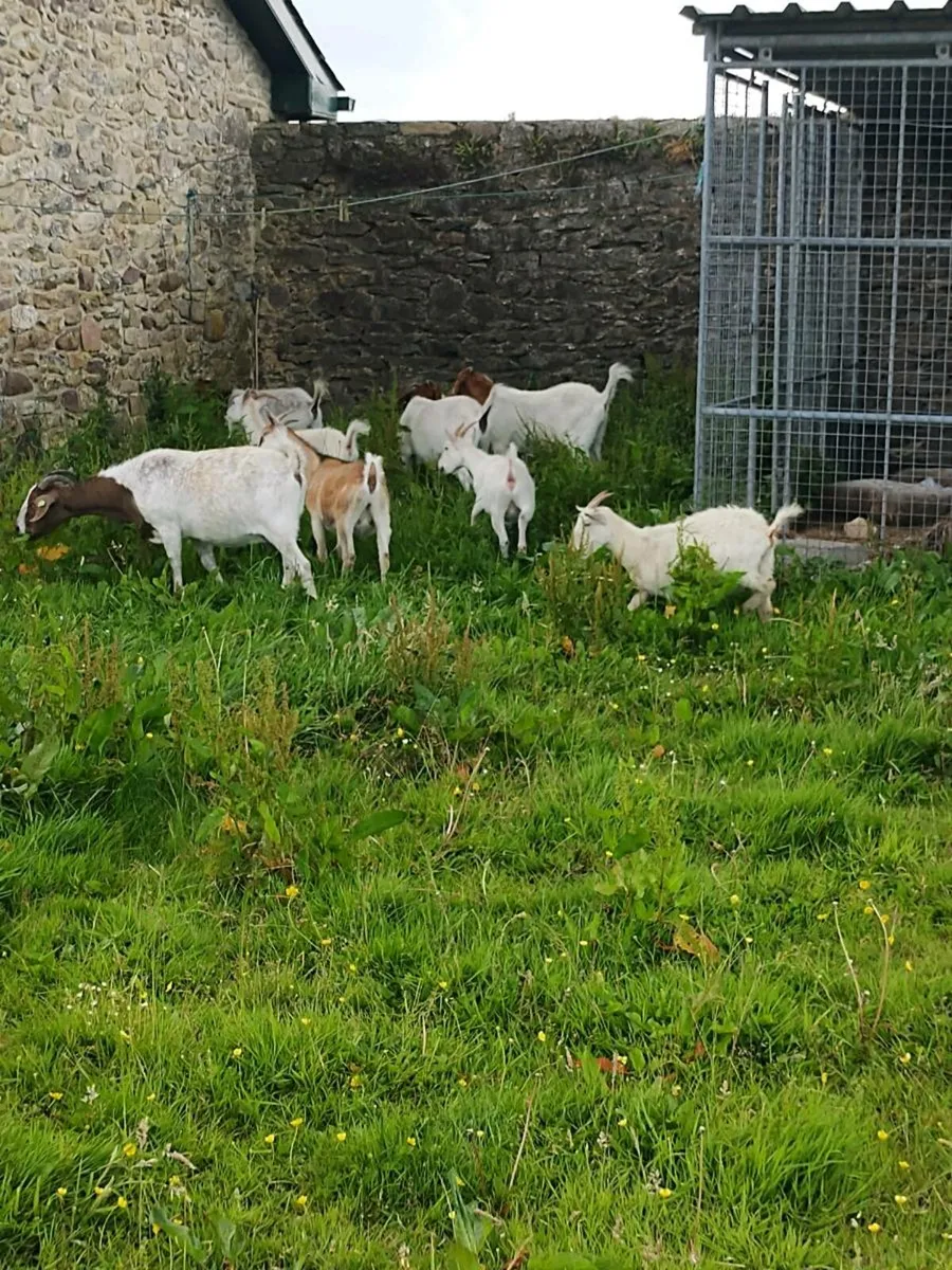 Boer goats - Image 2
