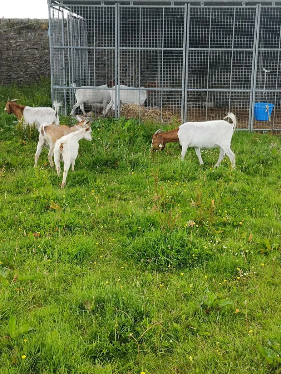 Boer goats - Image 3