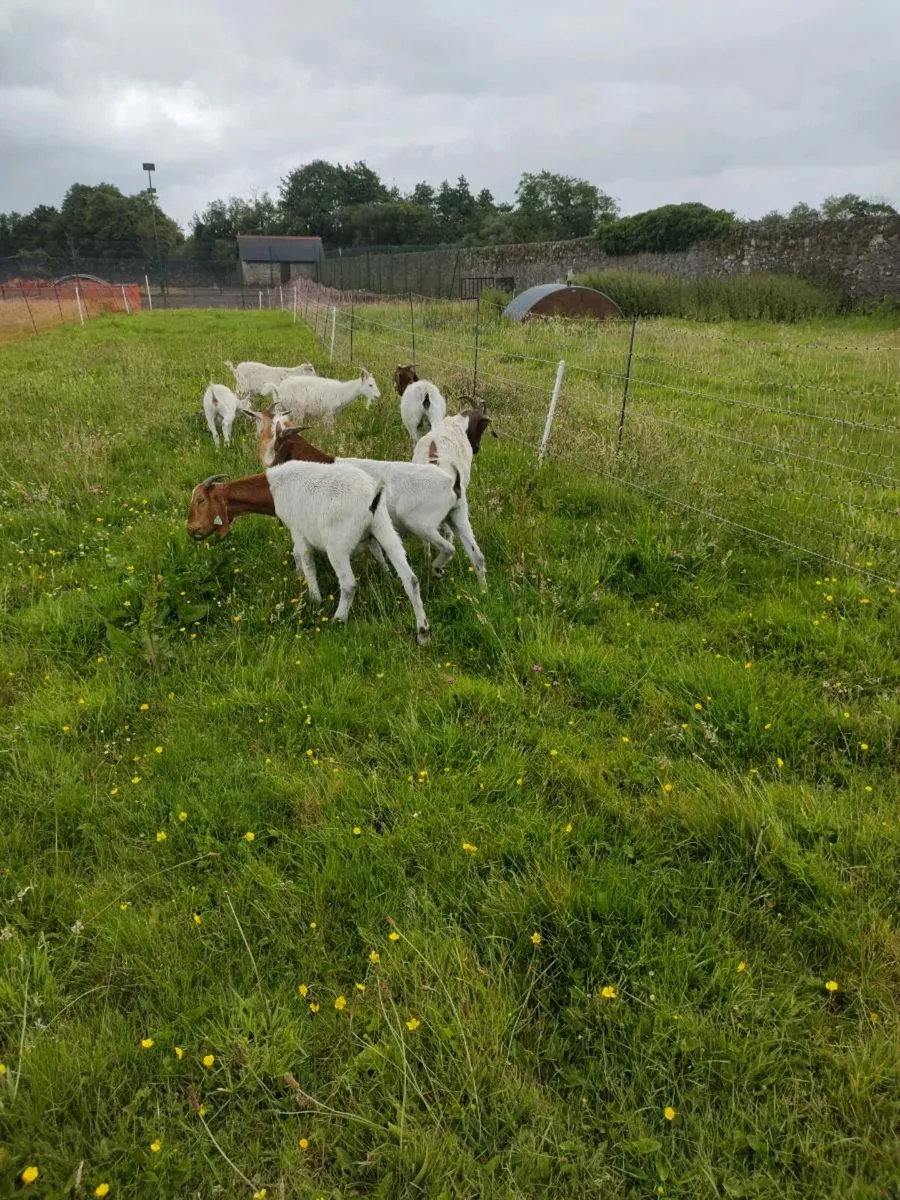 Boer goats - Image 4