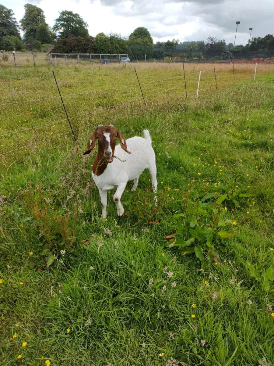 Boer goats - Image 1