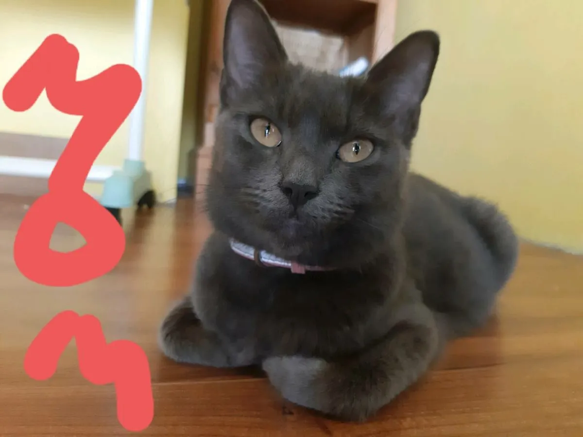 Kittens - Image 2