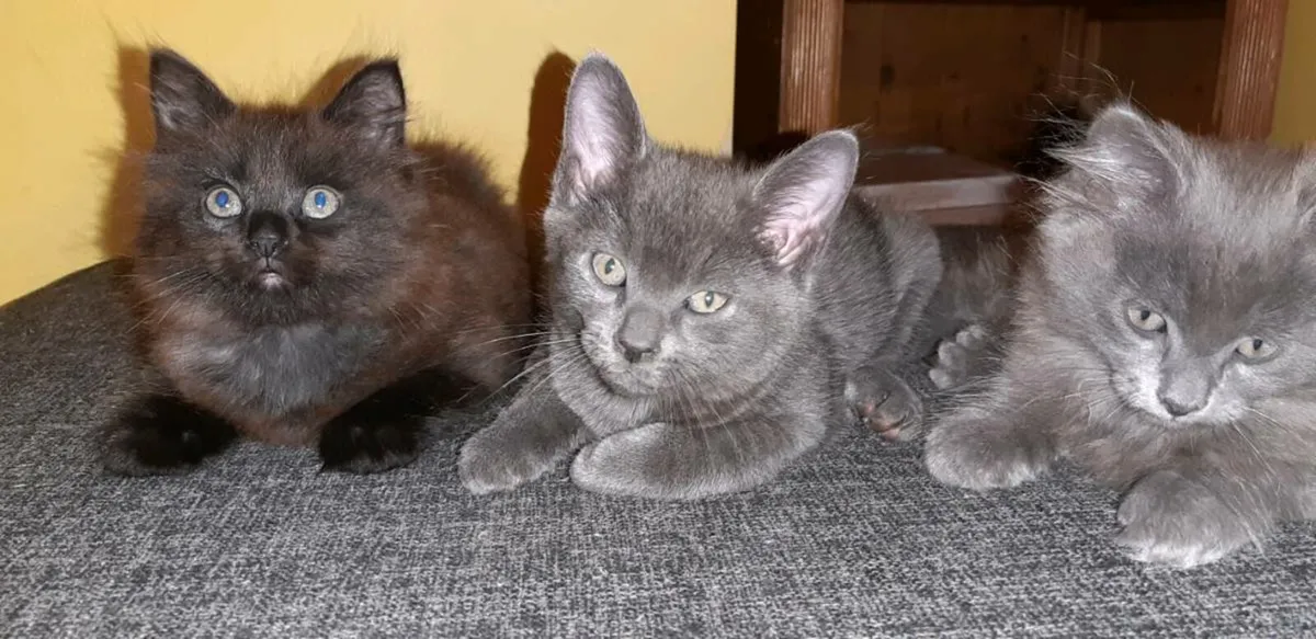 Kittens - Image 4