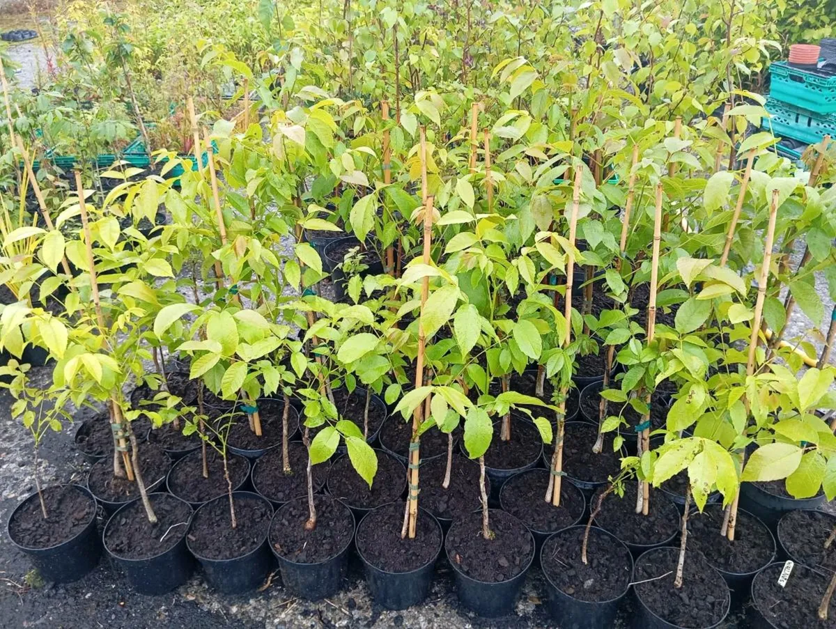 Walnut trees for Sale - Image 1