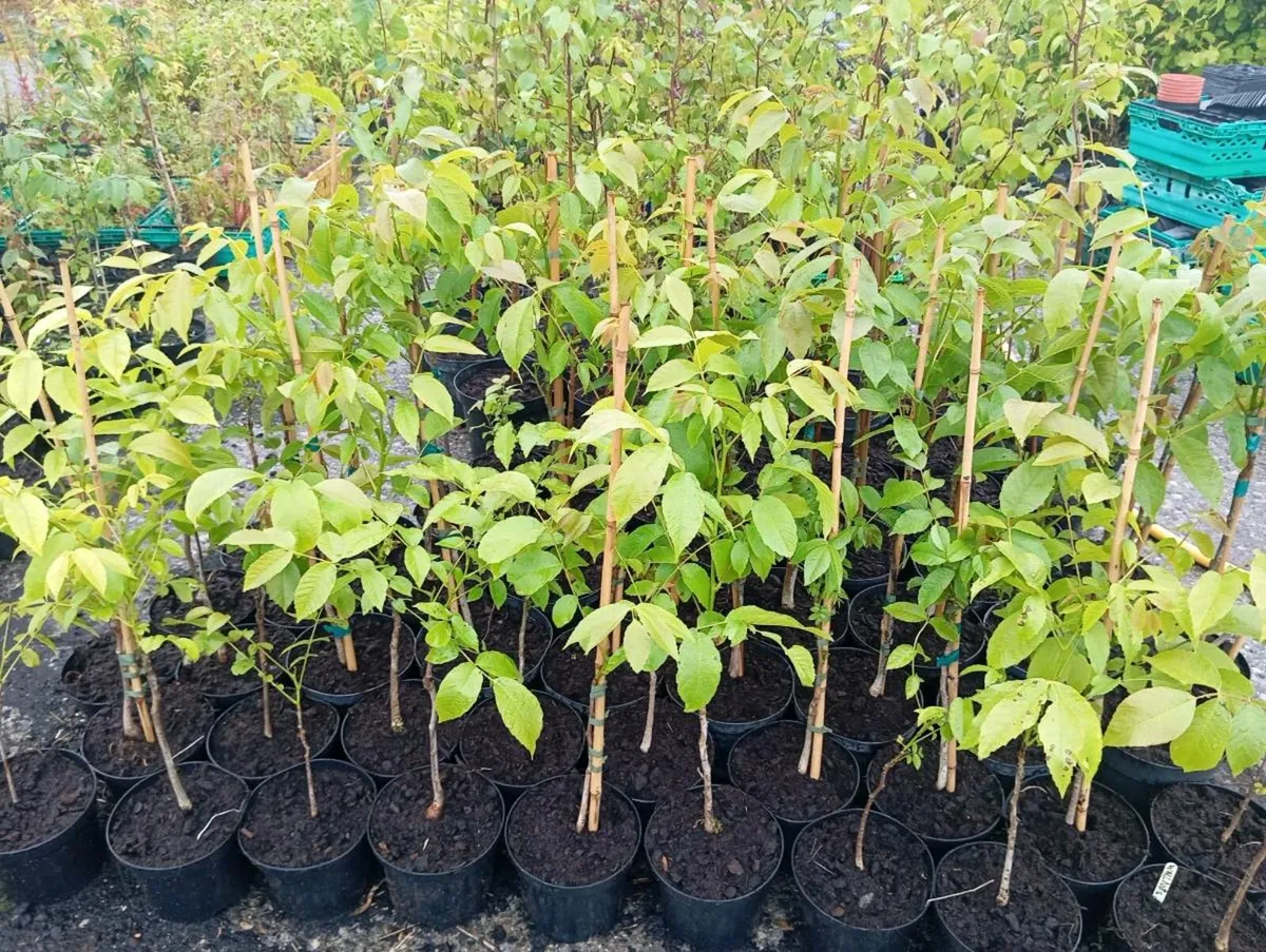 Walnut trees for Sale - Image 2