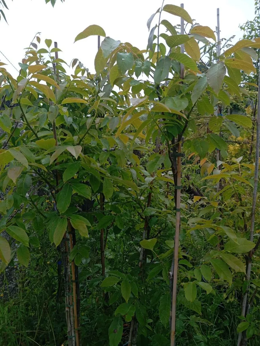 Walnut trees for Sale - Image 3