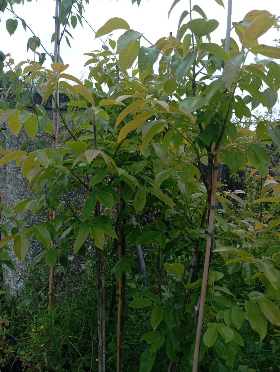 Walnut trees for Sale - Image 4
