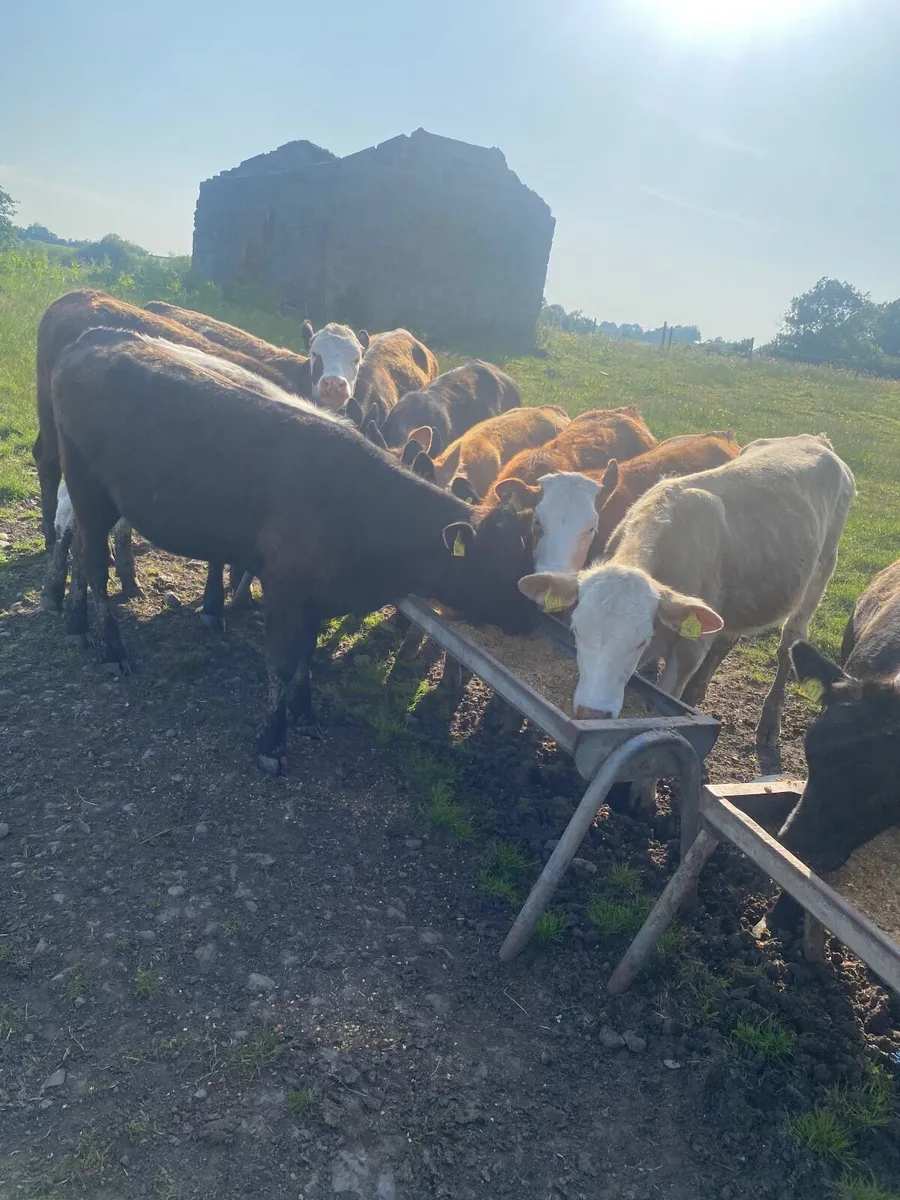 Heifers - Image 1