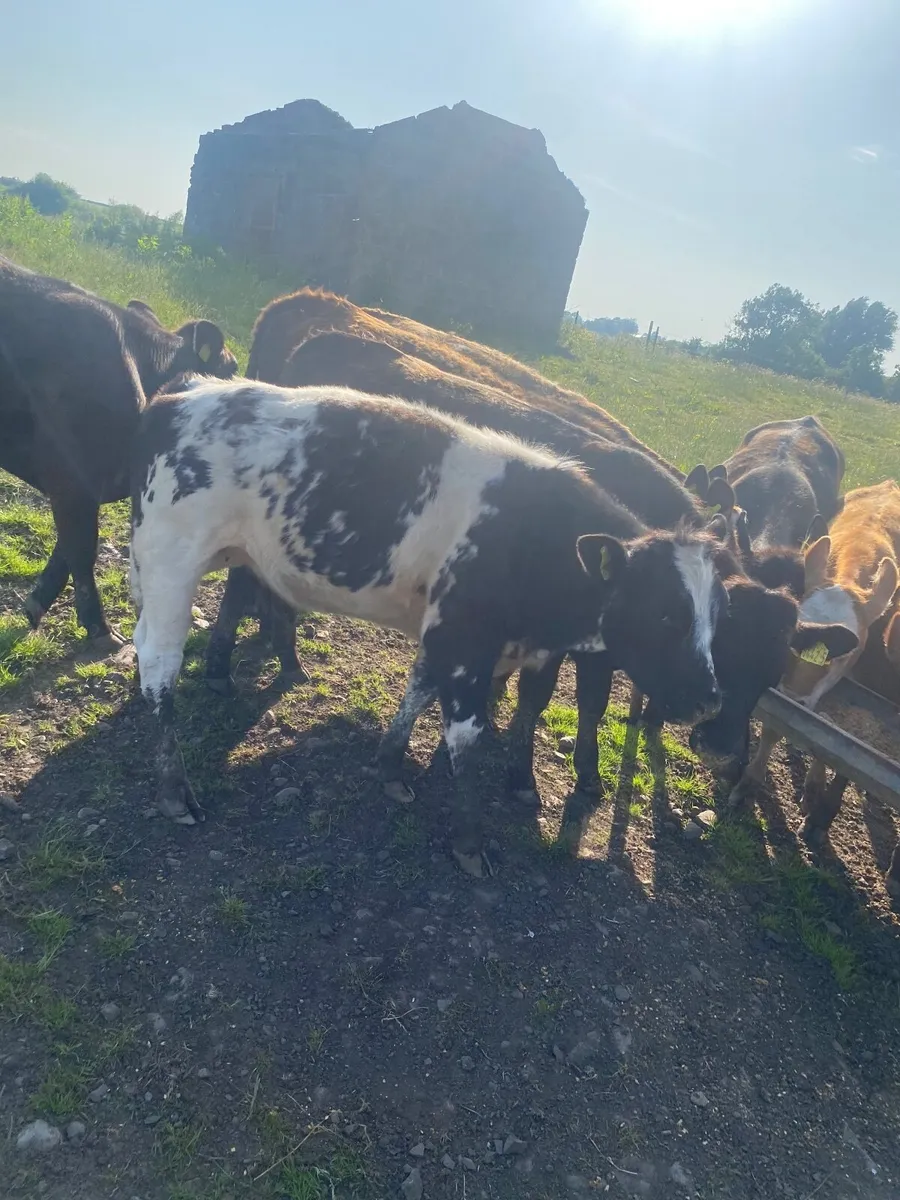 Heifers - Image 2