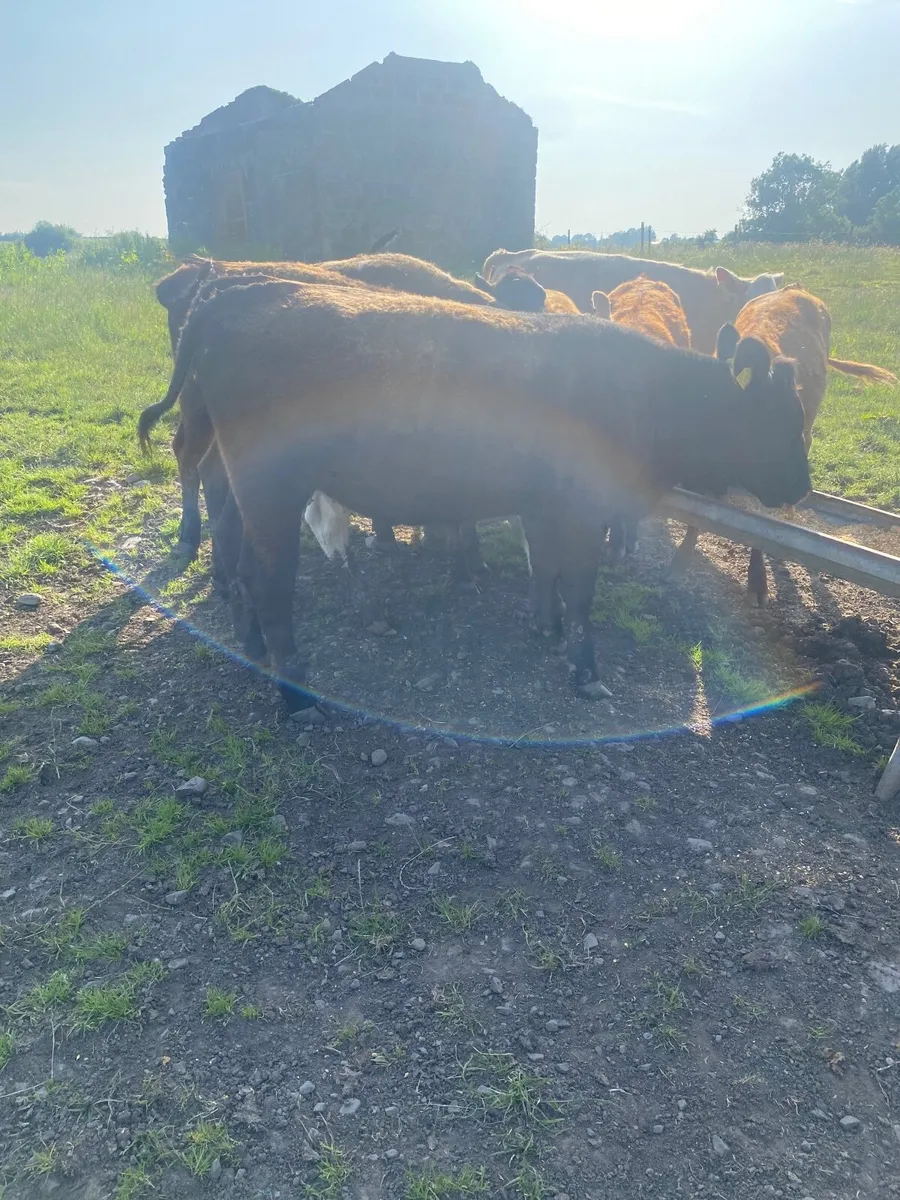 Heifers - Image 3