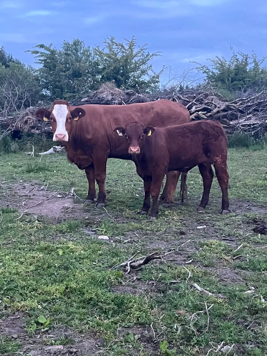2022 first calved heifer with AI  LM bull calf - Image 1