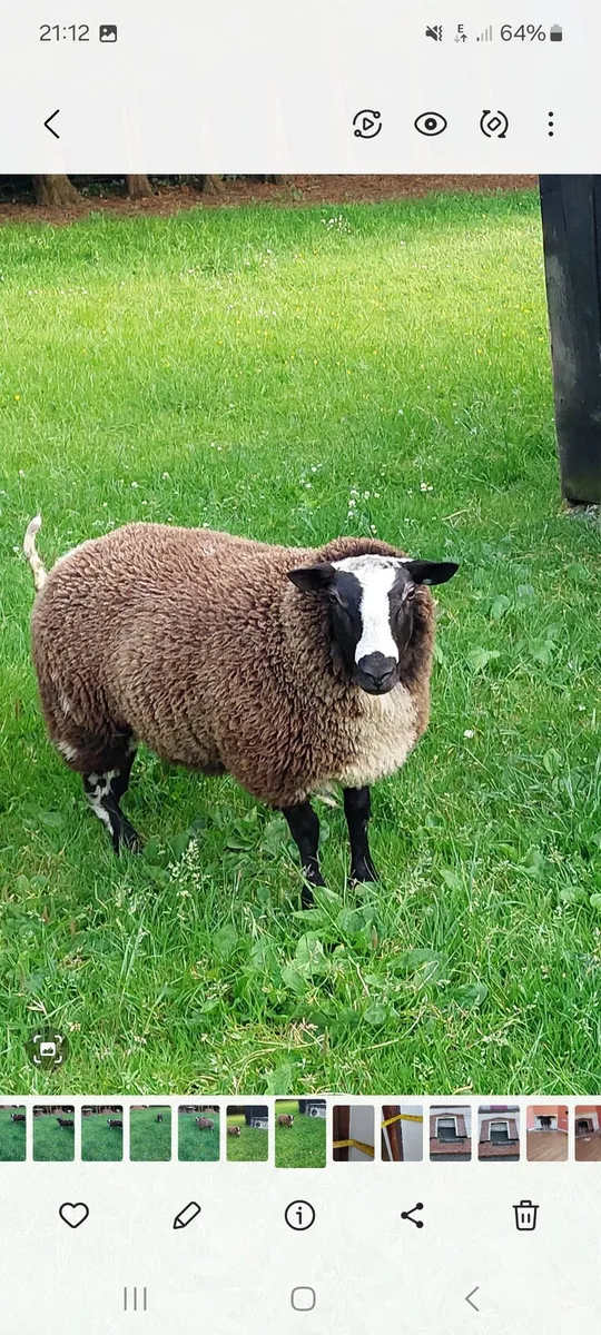 Dutch spotted - Image 1